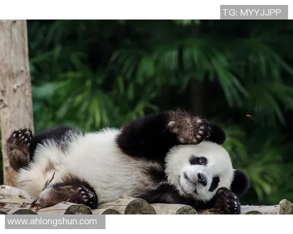 足球巨星观赏大熊猫萌态尽显 引发全球网友热议与喜爱